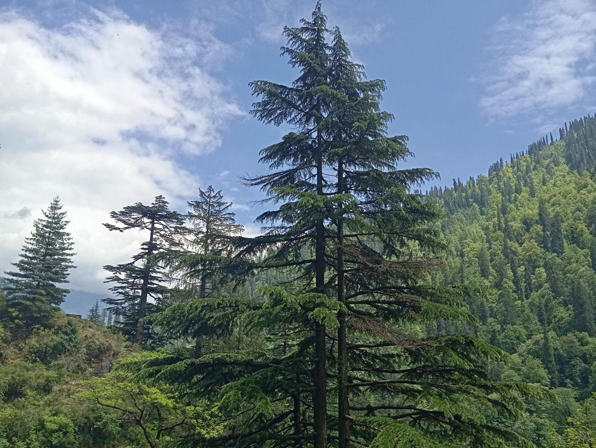 The Himalayan Hearth Hostel - Manali (Himachal Pradesh) — Photos 3